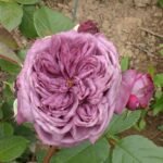 AVATAR(არ იყიდება) - Image 10