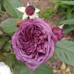 AVATAR(არ იყიდება) - Image 9