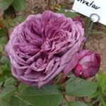 AVATAR(არ იყიდება) - Image 8