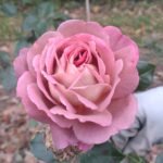 THE JOURNEY( არ იყიდება) - Image 9