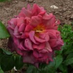 THE JOURNEY( არ იყიდება) - Image 7