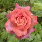 THE JOURNEY( არ იყიდება) - Image 4