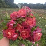 THE JOURNEY( არ იყიდება) - Image 3