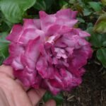 THE JOURNEY( არ იყიდება) - Image 14