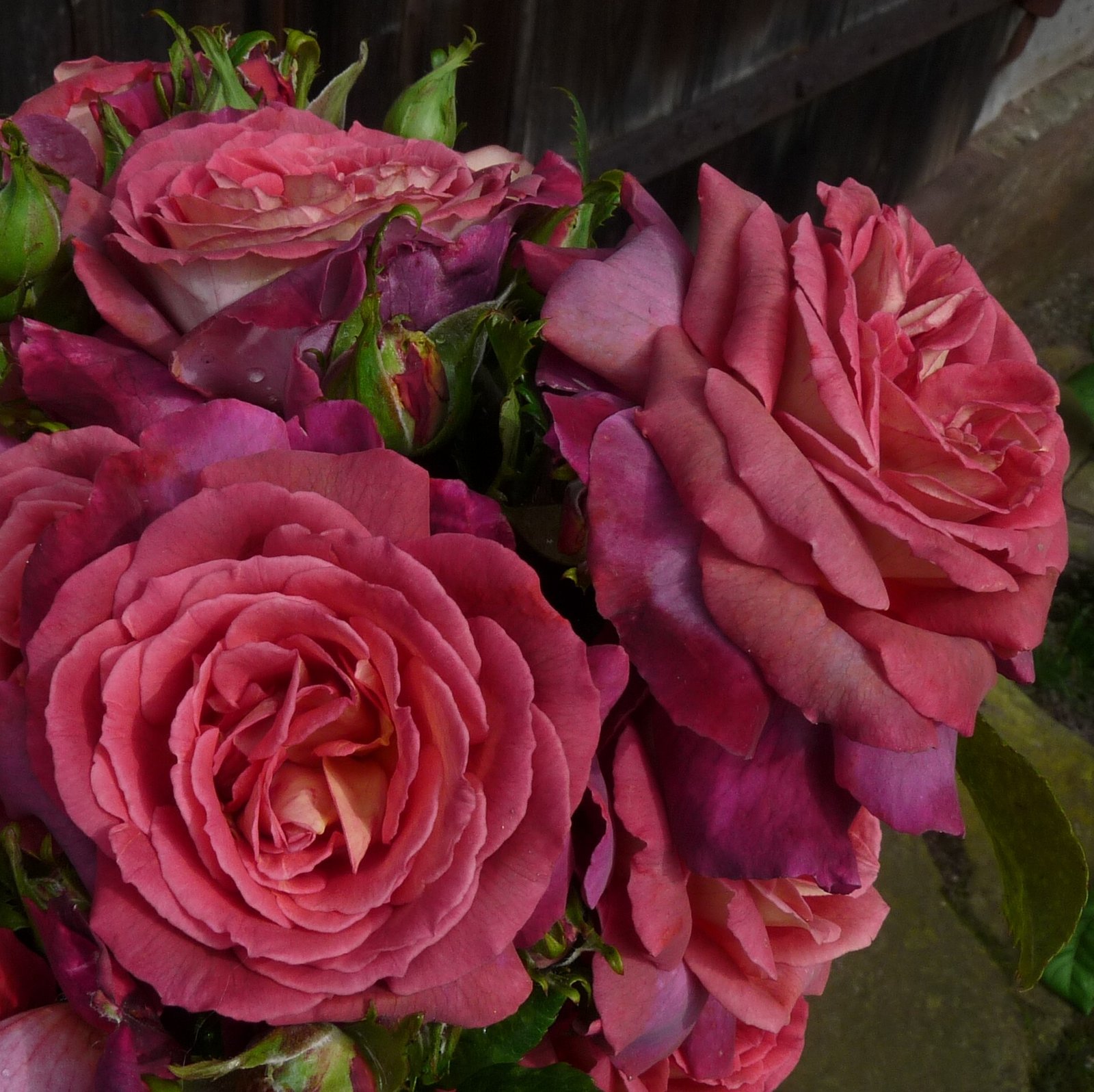 tn_s_the_journey21-1 THE JOURNEY( არ იყიდება) - Image 1