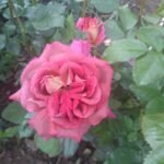 THE JOURNEY( არ იყიდება) - Image 12