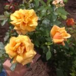 WHISKY SOUR - Image 6