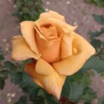 WHISKY SOUR - Image 5