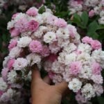 WITZENHAUSEN - Image 2