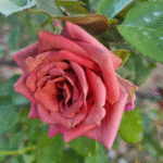 COFFEE COUNTRY - Image 2