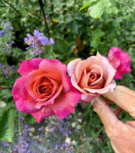 COFFEE COUNTRY - Image 3