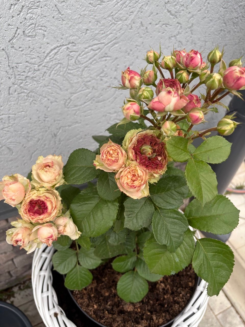 2026/01/1000029278.jpg LOVELY YO YO - Image 1