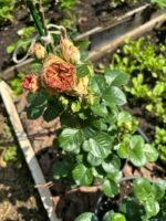 LOVELY YO YO - Image 4