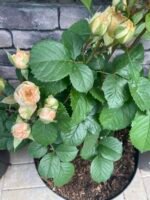 LOVELY YO YO - Image 3