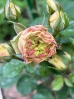 LOVELY YO YO - Image 2