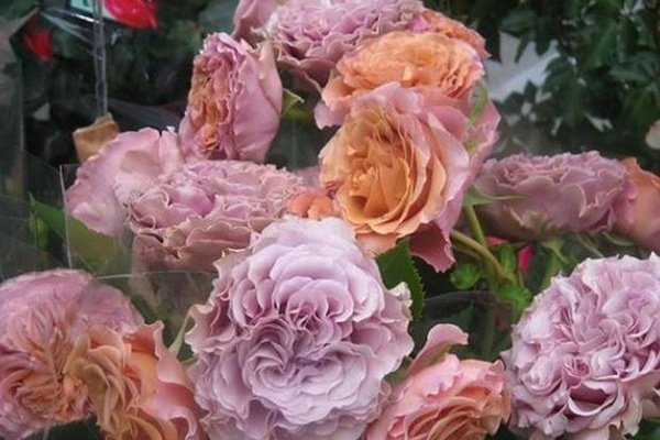 2026/01/1000035017.jpg SWEET CHOCO - Image 1