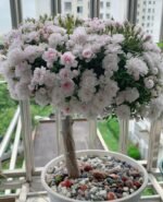 SAKURAGASI-HIME OTOME - Image 6