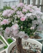 SAKURAGASI-HIME OTOME - Image 3