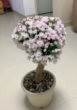 SAKURAGASI-HIME OTOME - Image 4