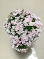 SAKURAGASI-HIME OTOME - Image 5