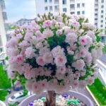 SAKURAGASI-HIME OTOME