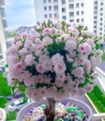 SAKURAGASI-HIME OTOME