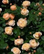 ROALD DAHL - Image 2