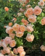 ROALD DAHL - Image 4