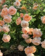 ROALD DAHL - Image 3