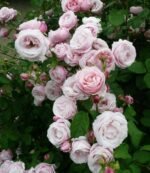 BILLET DOUX - Image 3