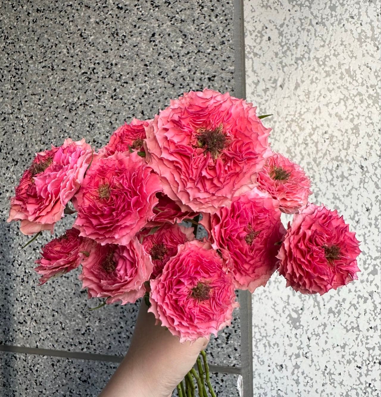 2026/01/1000036197.jpg CORONA - Image 1