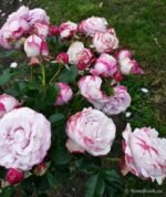 ROSENFASZINATION - Image 2