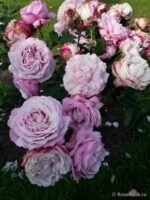 ROSENFASZINATION - Image 3