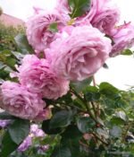 ROSENFASZINATION - Image 5