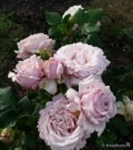 ROSENFASZINATION - Image 4