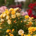 STARLET ROSE LIZZY - Image 6