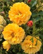 STARLET ROSE LIZZY - Image 2