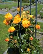 STARLET ROSE LIZZY - Image 3