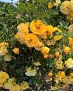 STARLET ROSE LIZZY - Image 4