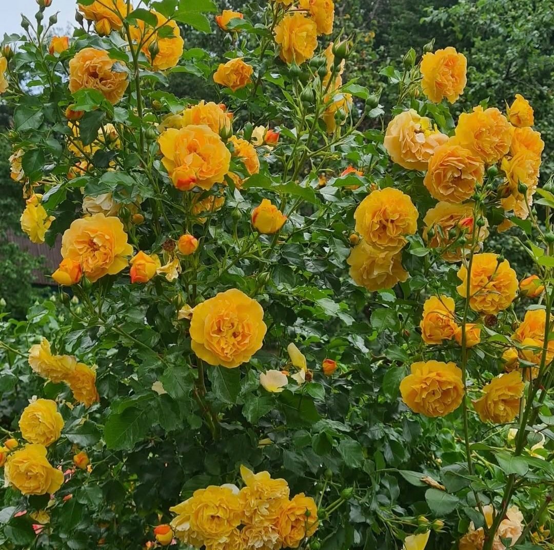 2026/01/1000036774.jpg STARLET ROSE LIZZY - Image 1