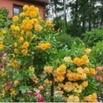 STARLET ROSE LIZZY - Image 5