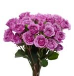 BLUE MOON SPR - Image 3