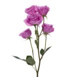 BLUE MOON SPR - Image 2