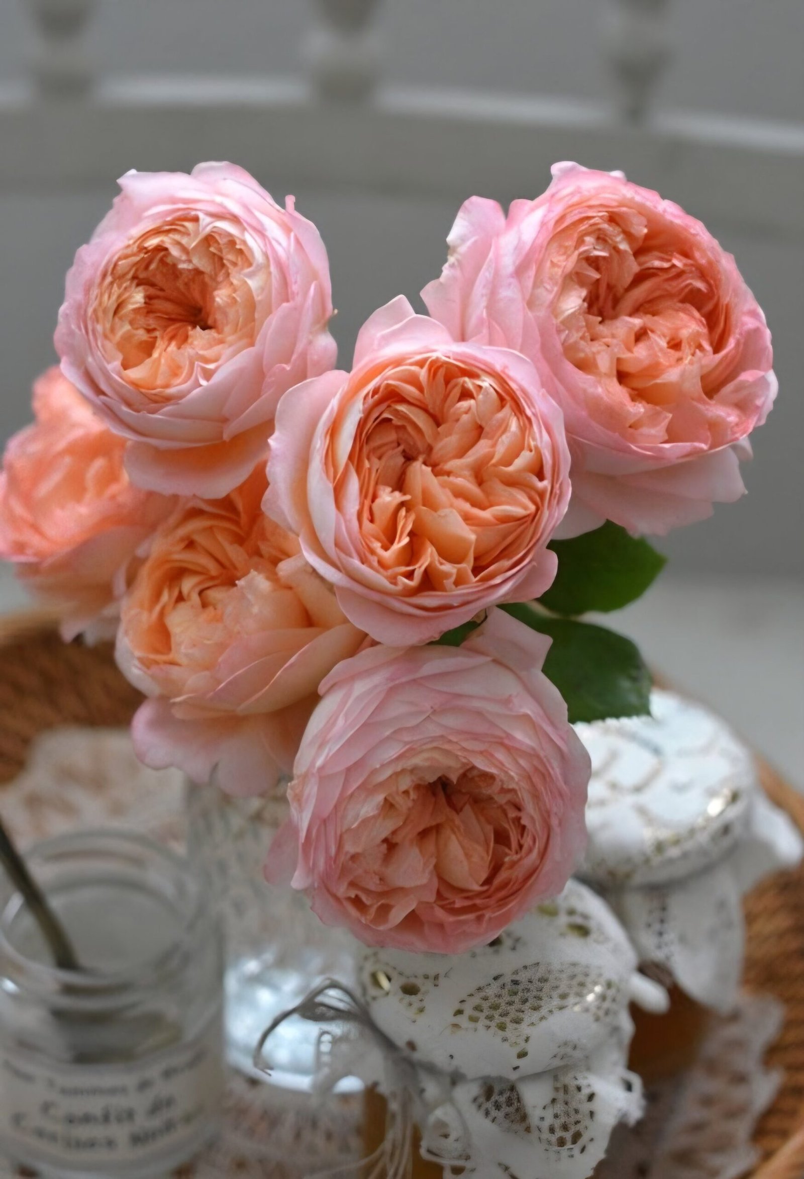 2026/01/1000037120-scaled.jpg CONFITURE - Image 1