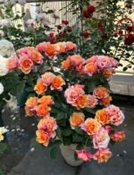 EL PASSO FOREVER - Image 4