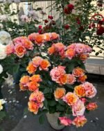 EL PASSO FOREVER - Image 5