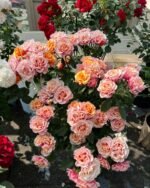 EL PASSO FOREVER - Image 3