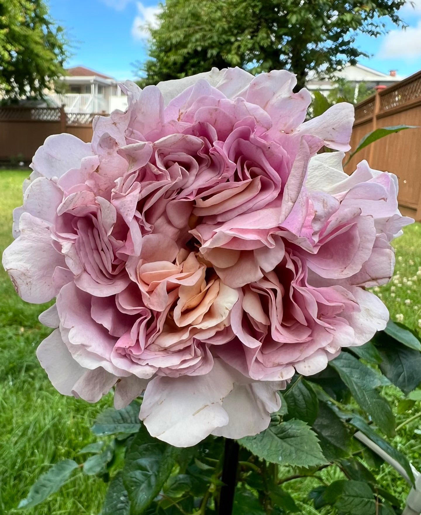 2026/01/1000037129.jpg CHOCOLATE ROMANTICA - Image 1