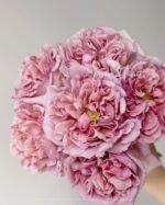 CHOCOLATE ROMANTICA - Image 2