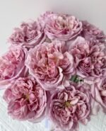 CHOCOLATE ROMANTICA - Image 7